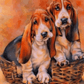 Custom Your Pets Paint By Numbers Kit