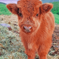 Little Cow -  Artistry Numbers